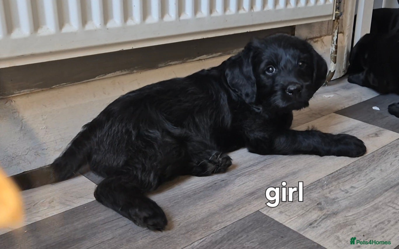 Labradoodle dogs Beautiful labradoodle puppies  - Advert 6