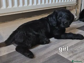 Labradoodle dogs Beautiful labradoodle puppies - Advert 6