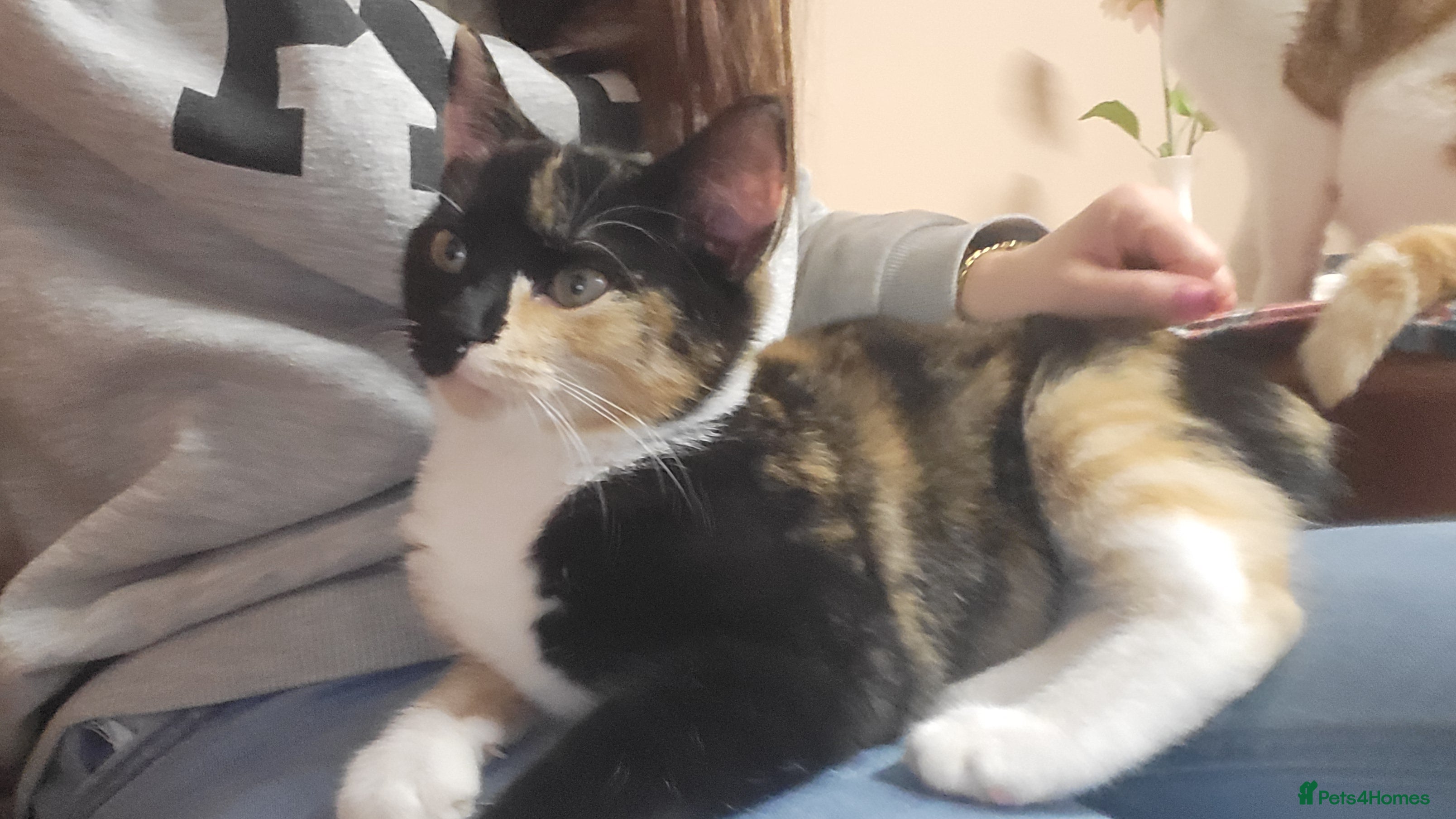 Mixed Breed cats 2 1/2 year old female cat - Advert 1