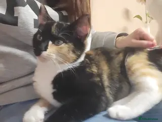 Mixed Breed cats 2 1/2 year old female cat - Advert 1