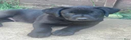 Labrador Retriever dogs for sale: 2 gorgeous black males ready for their homes - Advert 7