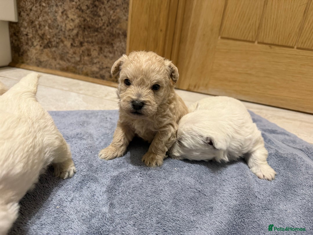 Mixed Breed dogs for sale: DNA Health tested Westie-poos  - Advert 8
