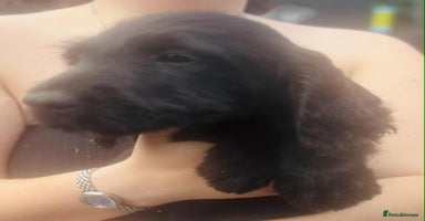 Labradoodle dogs - Advert 2