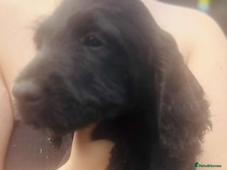 Labradoodle dogs - Advert 10