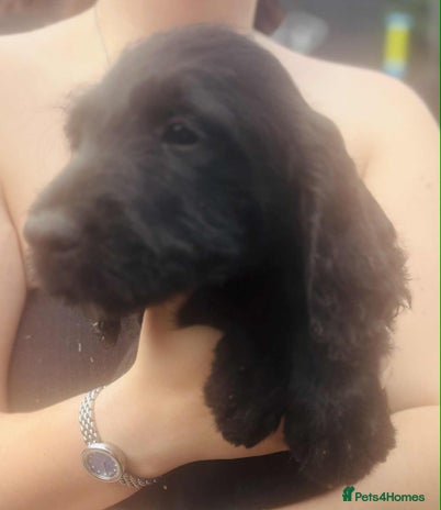 Labradoodle dogs - Advert 7