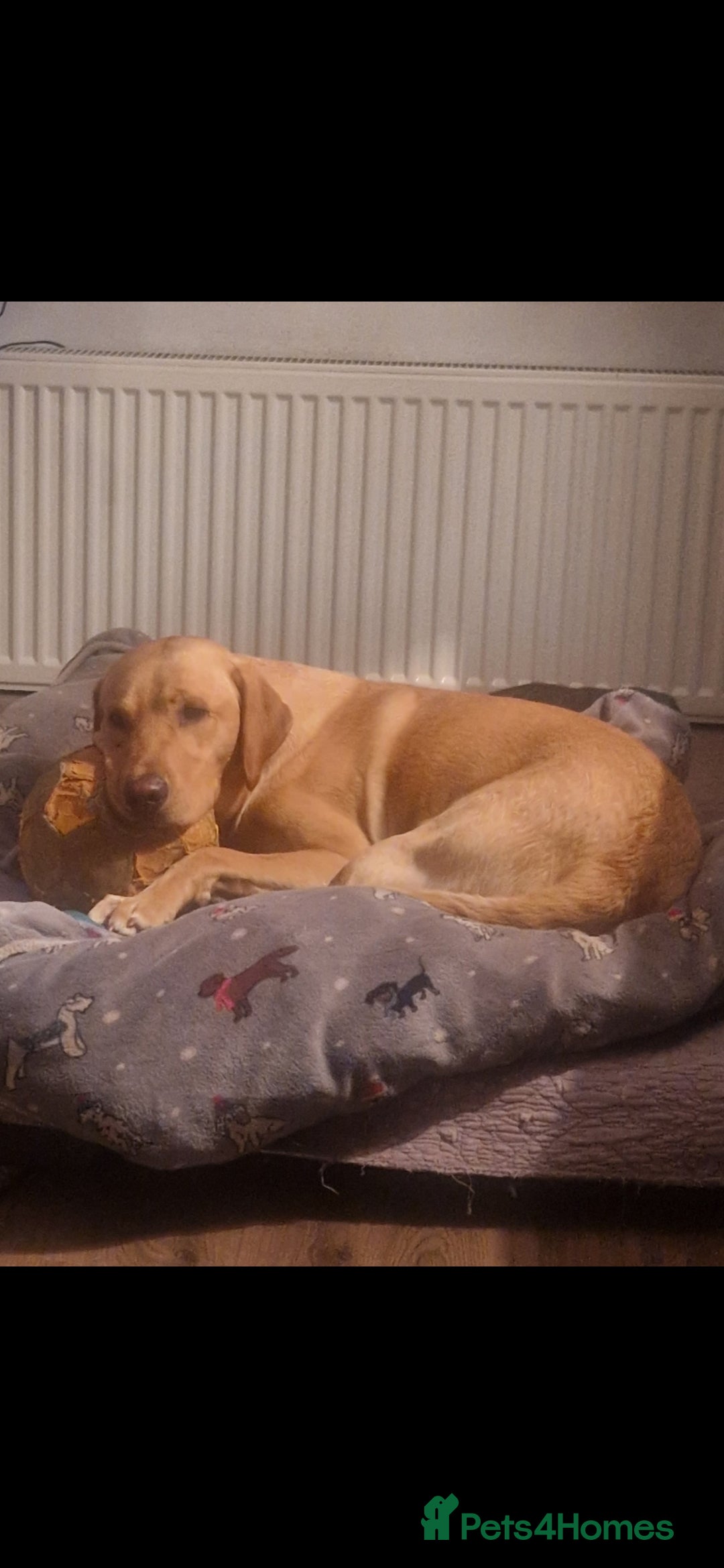 Labrador Retriever dogs for stud: Unproven Labrador Stud NO FEE. KC reg/BVA screened in Brecon - Advert 35