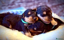 Airedale Terrier dogs for sale: ⭐️⭐️ ADORABLE KC REGISTERED  PUPS ⭐️⭐️ - Image 2