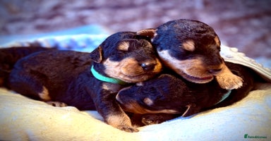 Airedale Terrier dogs - Advert 3