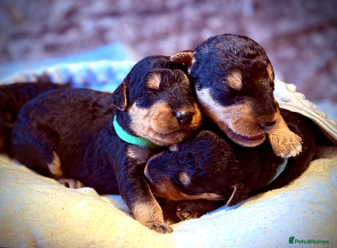 Airedale Terrier dogs for sale: ⭐️⭐️ ADORABLE KC REGISTERED  PUPS ⭐️⭐️ - Image 2