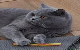 British Shorthair cats for sale: Champion queen GCCF ACTIVE - Image 4