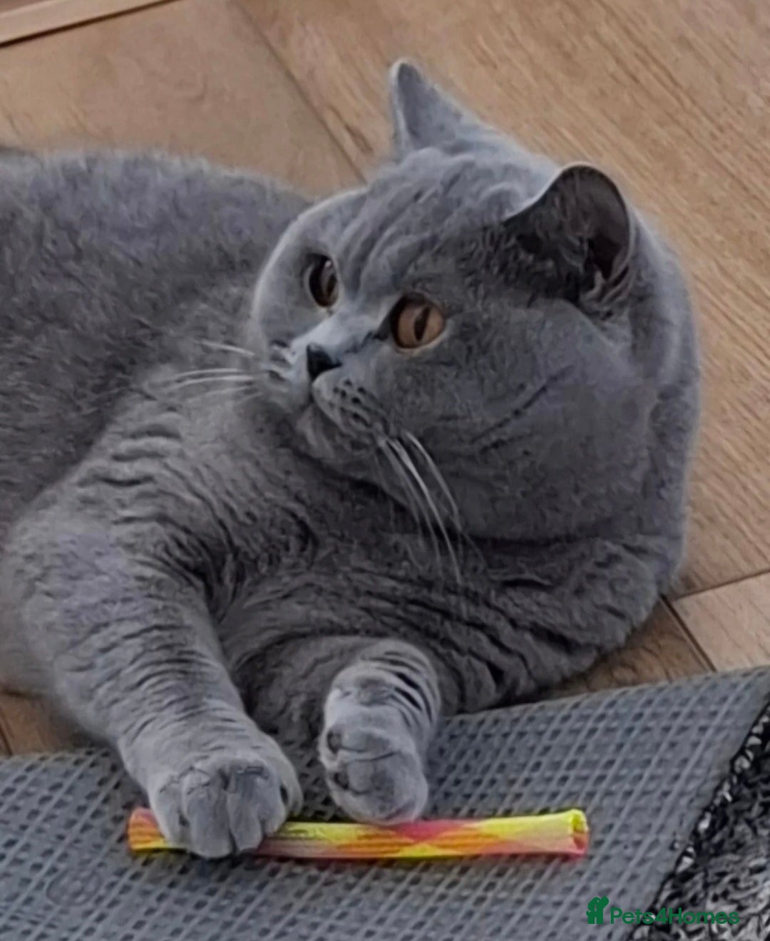 British Shorthair cats for sale: Champion queen GCCF ACTIVE - Image 4