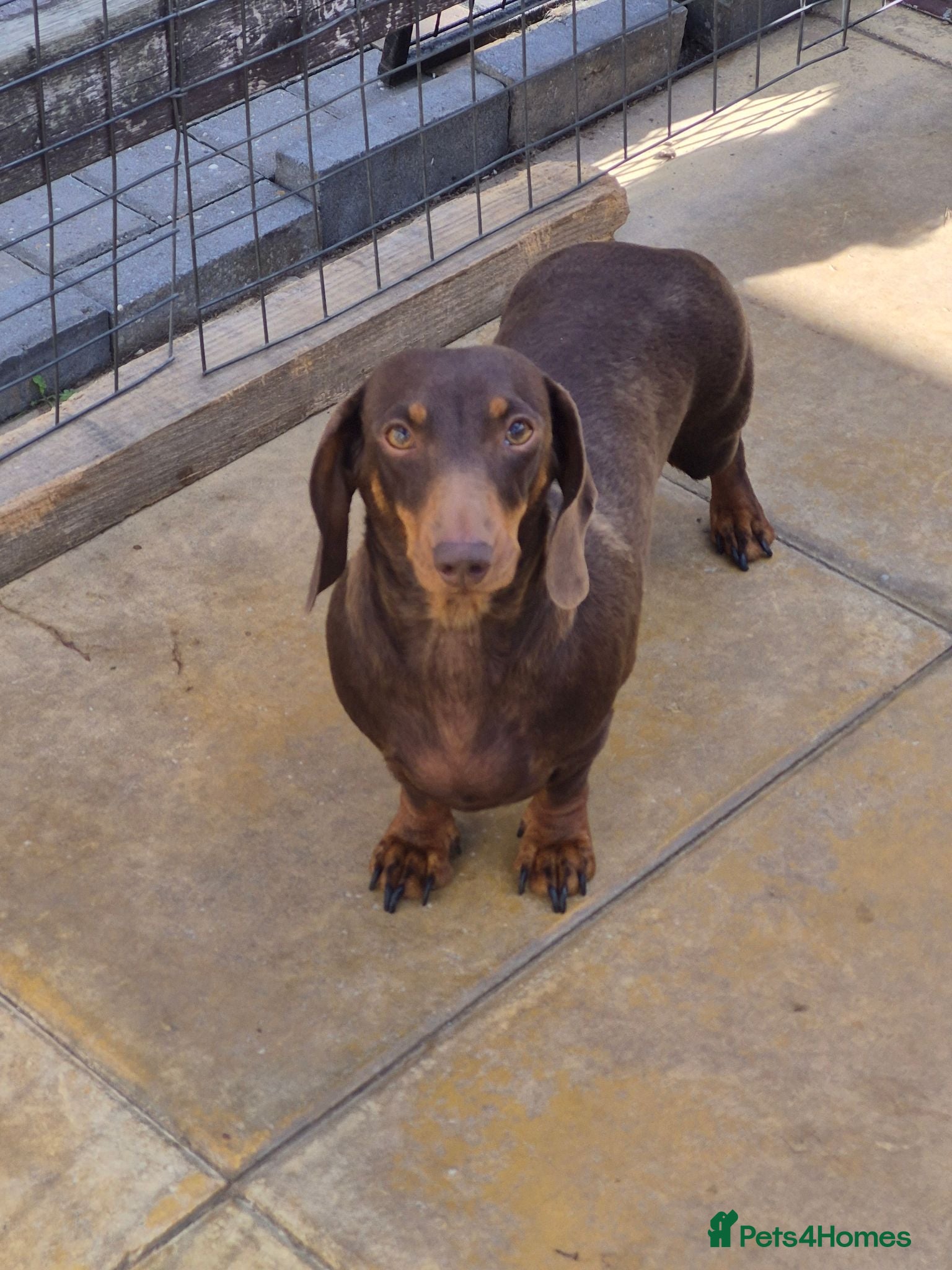 Miniature Dachshund dogs Darling wilma Looking for Her Retirement Home - Advert 1