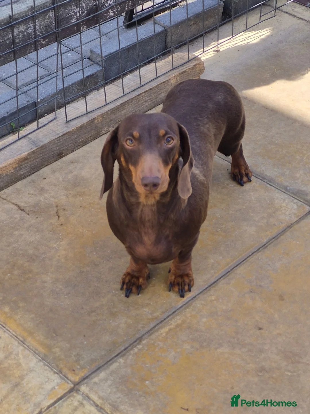 Miniature Dachshund dogs for sale: Darling wilma Looking for Her Retirement Home - Advert 1