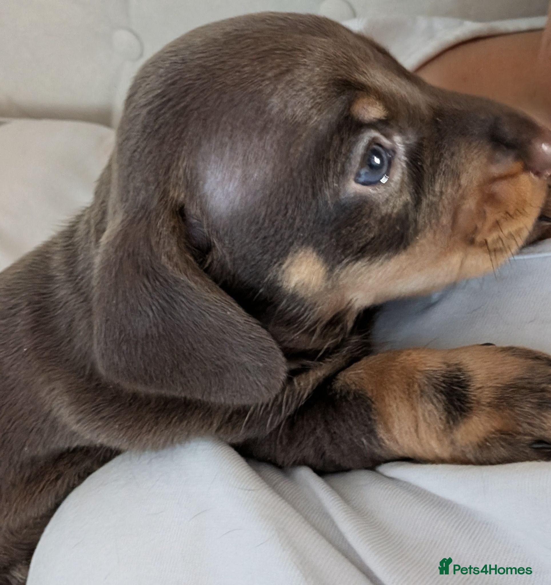 Dachshund dogs Beautiful litter of Dachshunds - Advert 1