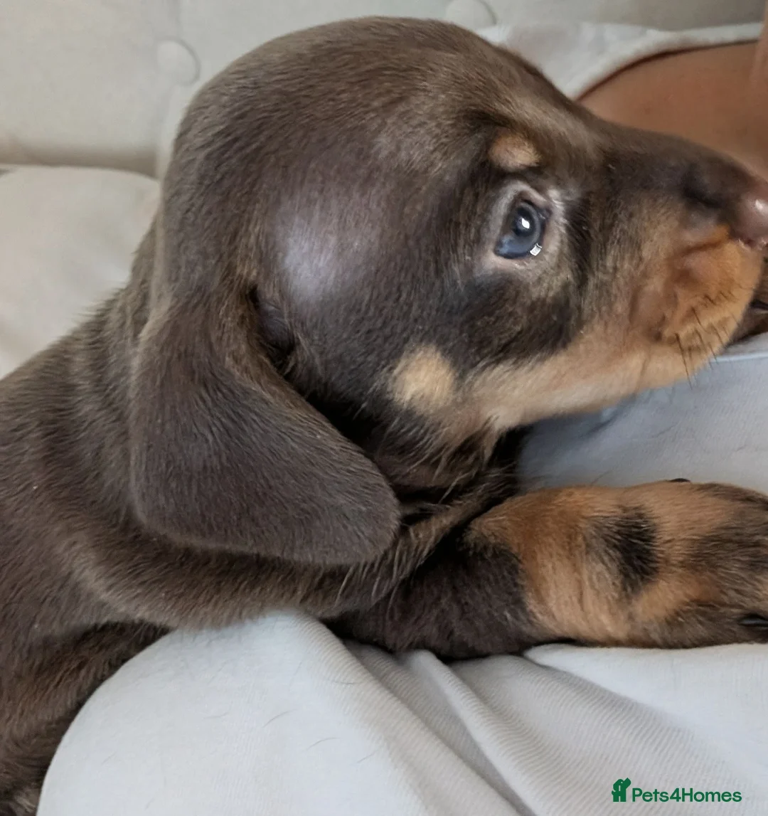 Dachshund dogs for sale: Beautiful litter of Dachshunds in Saint Helens - Advert 1