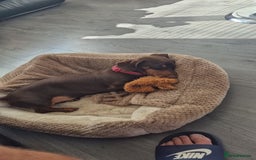 Miniature Dachshund dogs for stud: STUD available  - Image 7