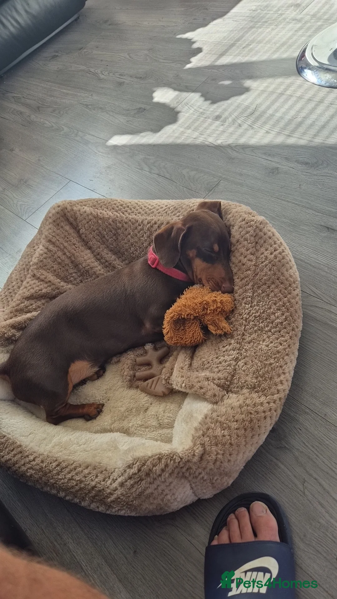 Miniature Dachshund dogs for stud: STUD available  - Advert 8