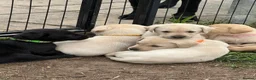 Labrador Retriever dogs for sale: Excellent KC reg-health checked home bred line in Lancaster - Advert 9