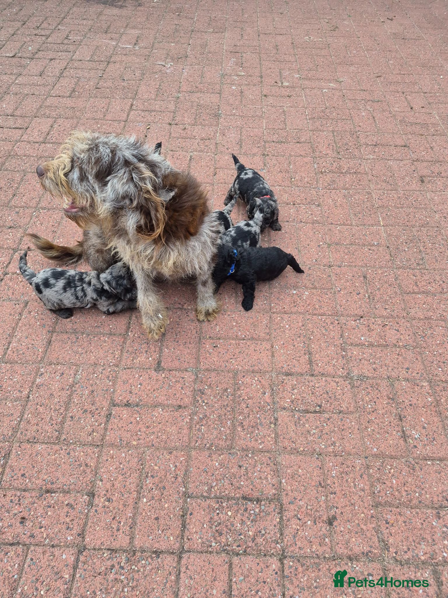 Labradoodle dogs Labradoodle pups F1B - Advert 2