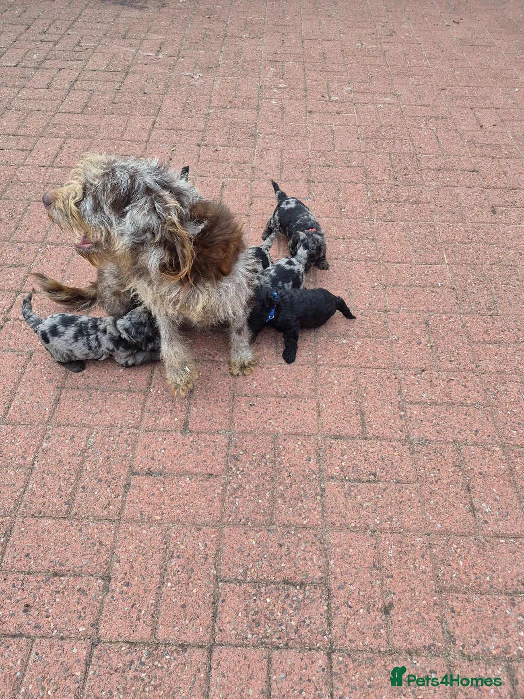 Labradoodle dogs for sale: Labradoodle pups F1B - Advert 2