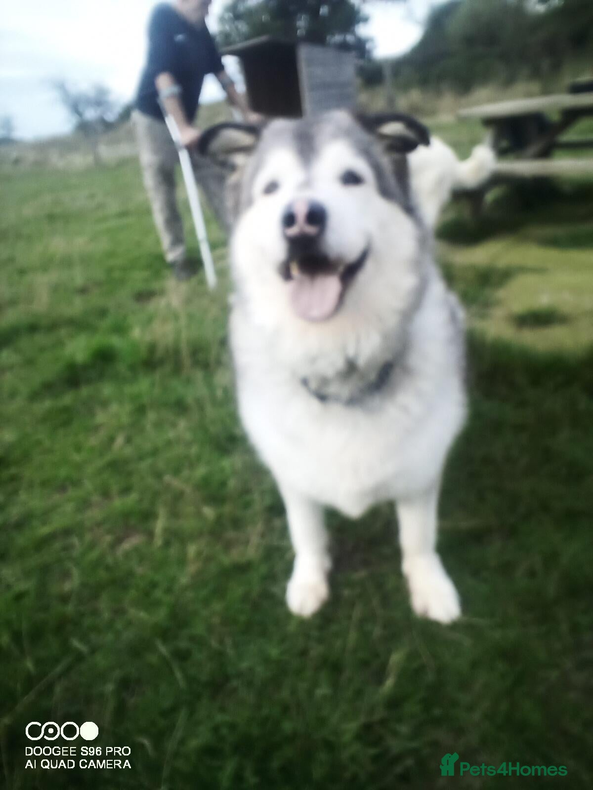Alaskan Malamute dogs Miss  - Advert 1