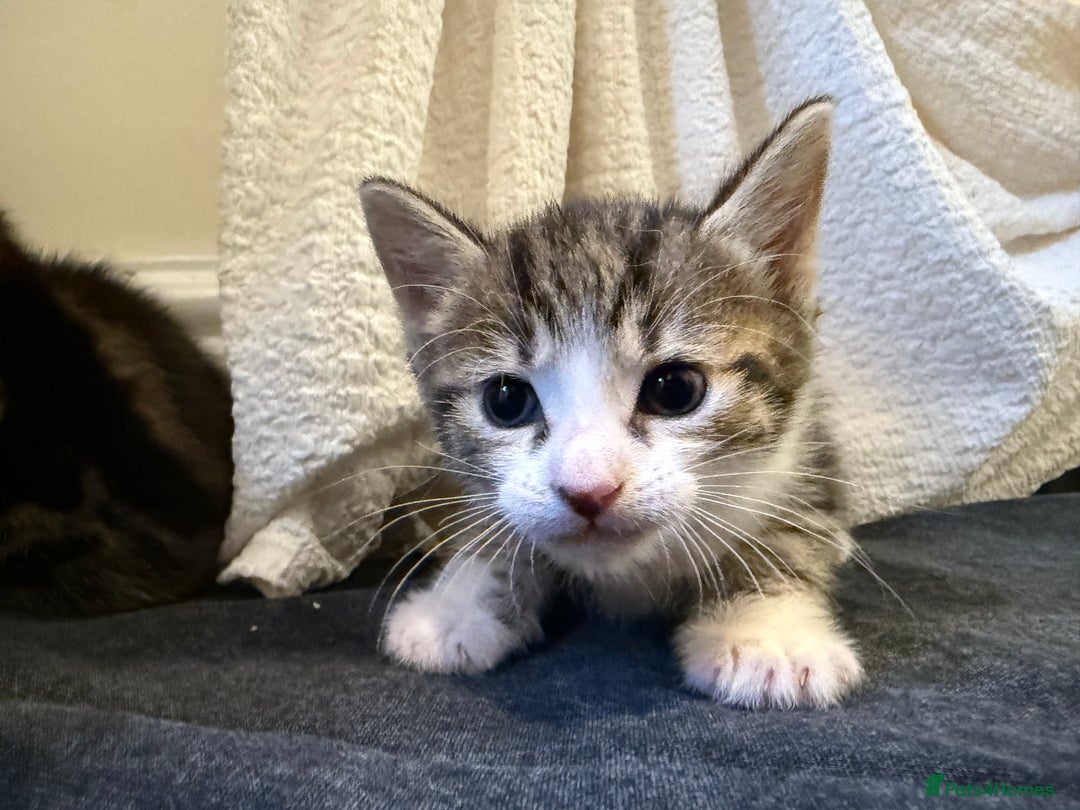 Domestic Shorthair cats for sale: 5 gorgeous kittens for sale - Image 10