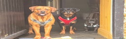 Mixed Breed dogs for sale: Farm dogs due. Rottweiler & dogue de bordeaux  - Advert 4