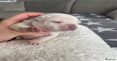 French Bulldog dogs - Advert 11