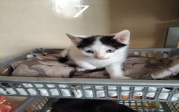 Mixed Breed cats for sale: Kitten for sale(20£) - Image 6