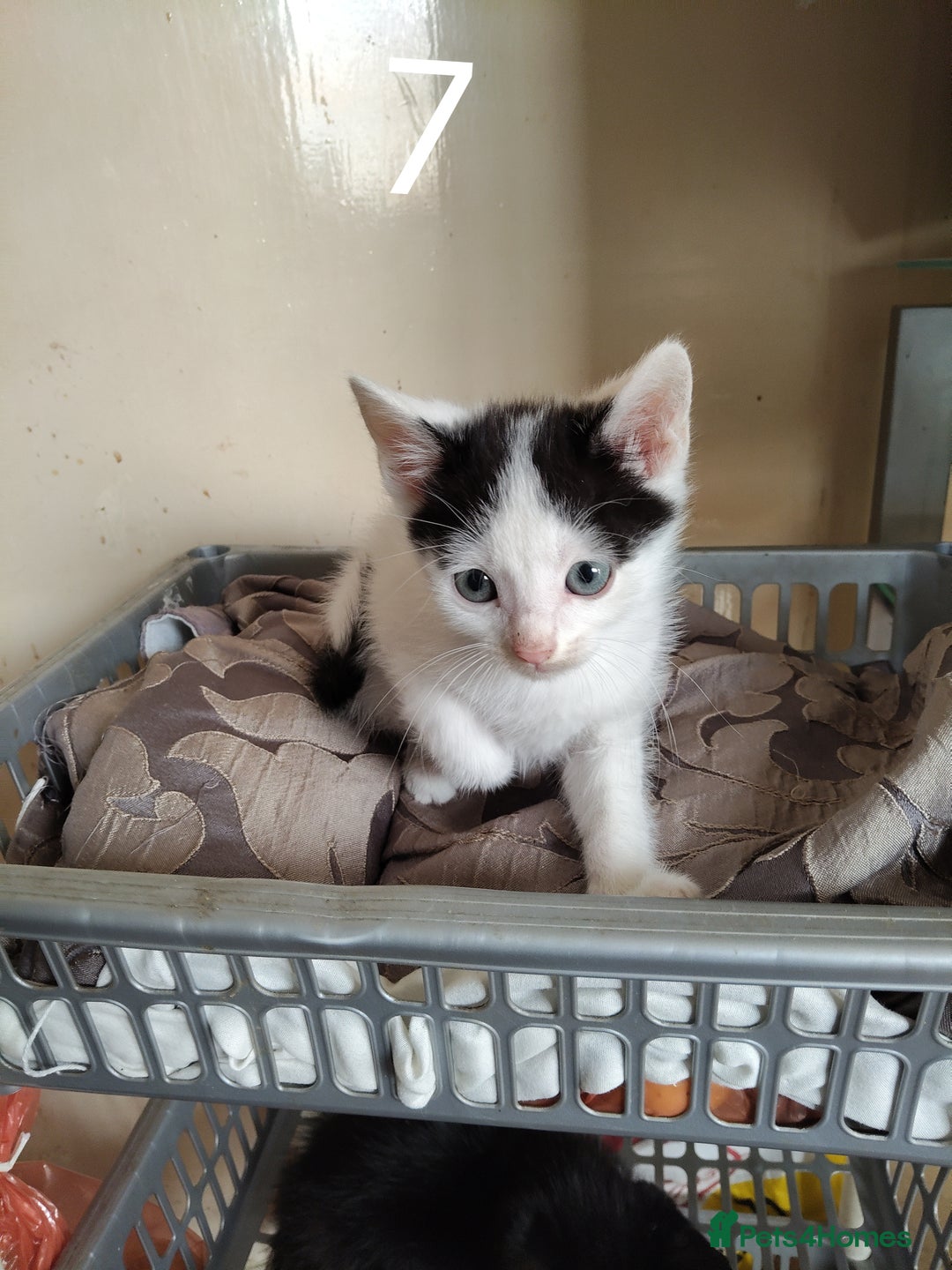 Mixed Breed cats for sale: Kitten for sale(20£) - Image 6