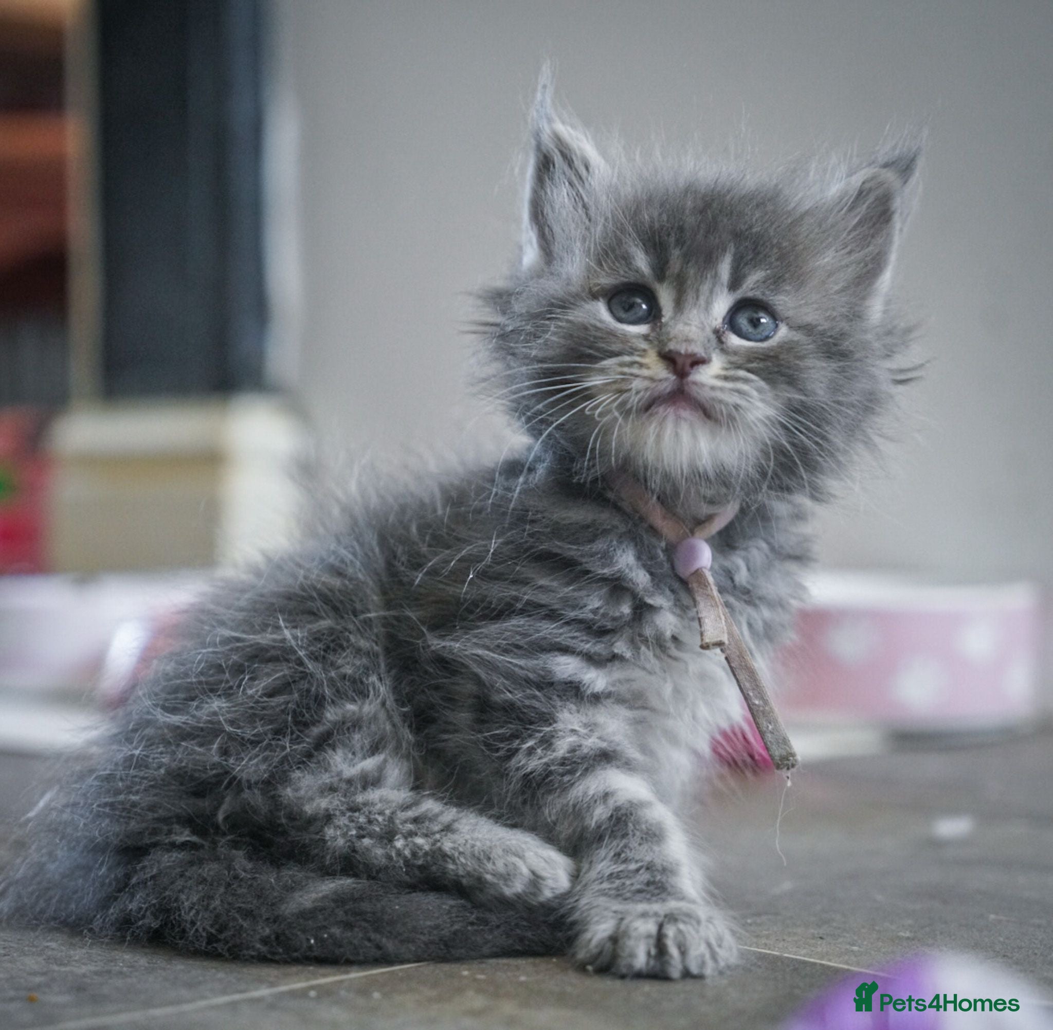 Maine Coon cats Stunning pure maine coon  kittens ready 10th June  - Advert 3