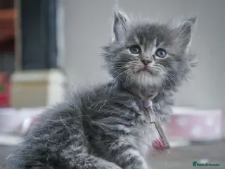 Maine Coon cats Stunning pure maine coon kittens ready 10th June - Advert 3