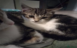 European cats for sale: 2 little kittens for sale.  - Image 3