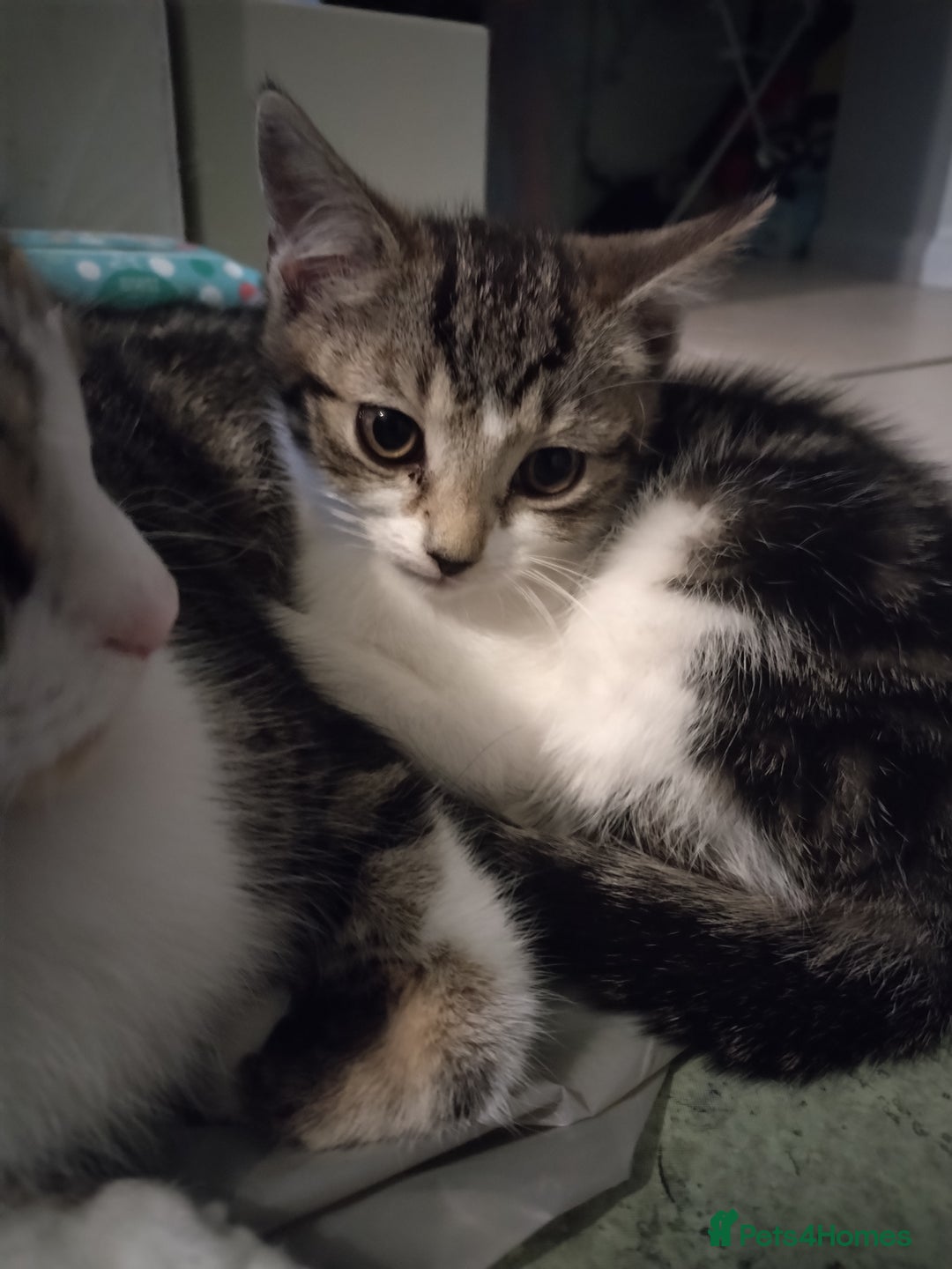 European cats for sale: 2 little kittens for sale.  - Image 3