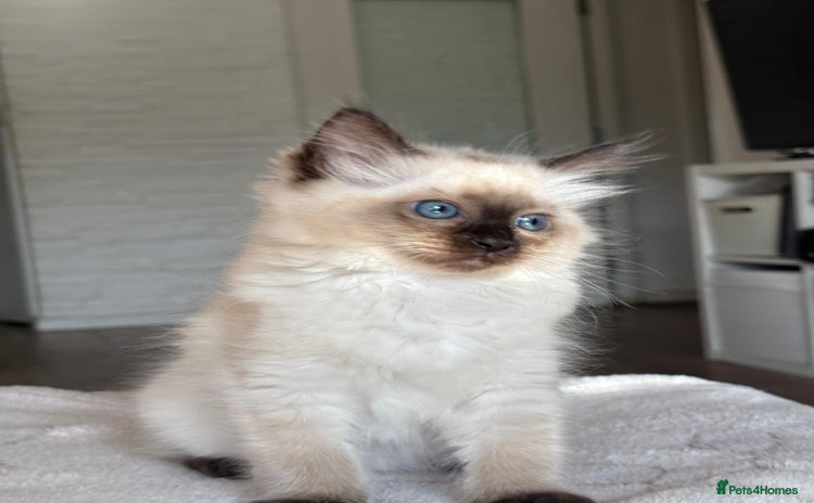 Ragdoll cats - Advert 2