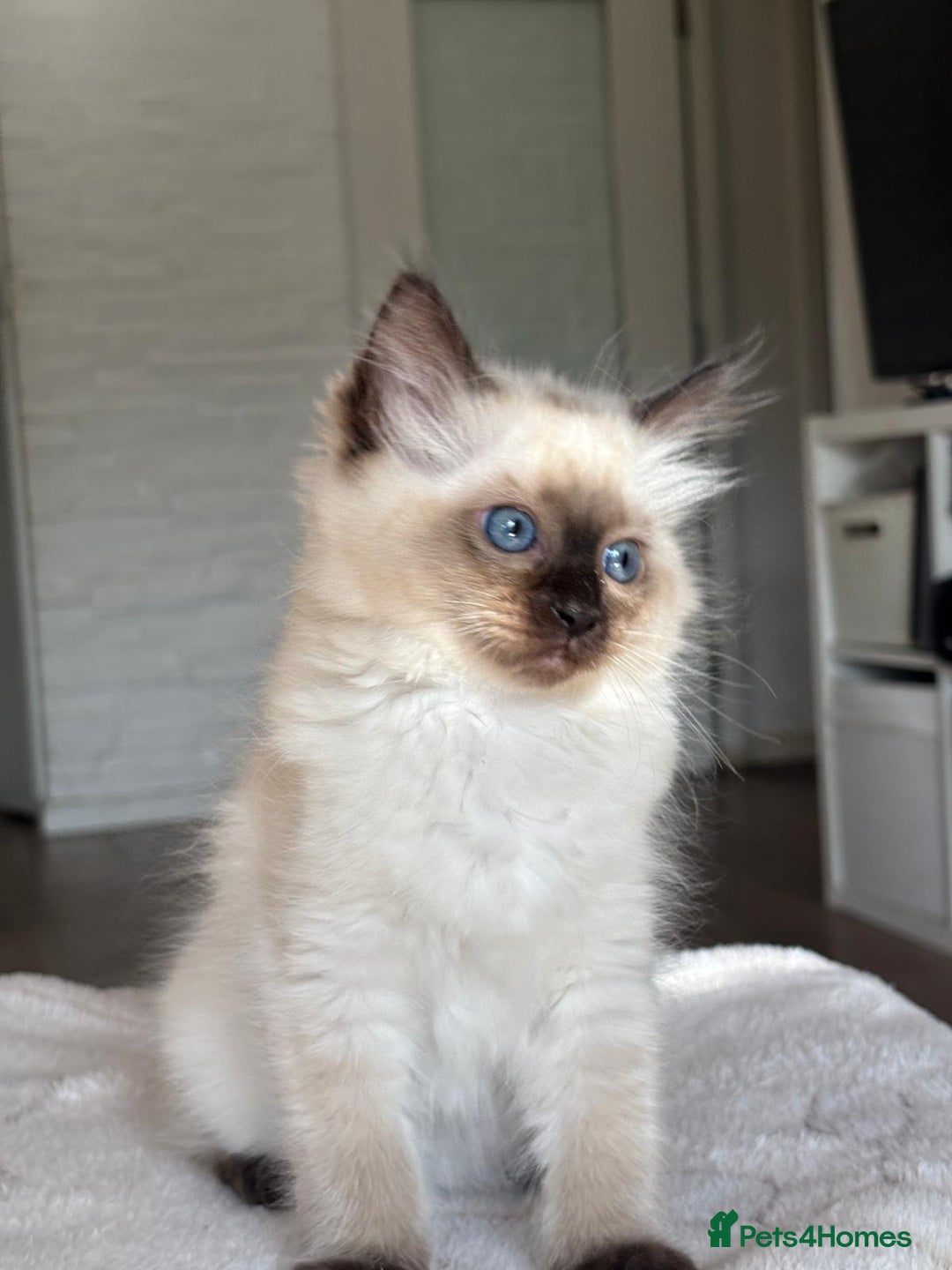 Ragdoll cats for sale: Ragdolls kittens  - Image 5
