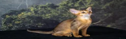 Abyssinian cats for sale: Caspian Boy - elegant, unique champion line🥇 - Advert 26