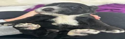 Cockapoo dogs for sale: Black and white tuxedo puppies  - Advert 9