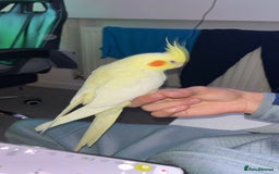 Cockatiels birds for sale: Hand reared cockateil - Advert 2