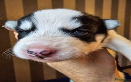 Siberian Husky dogs for sale: Husky puppies for sale  - Image 2