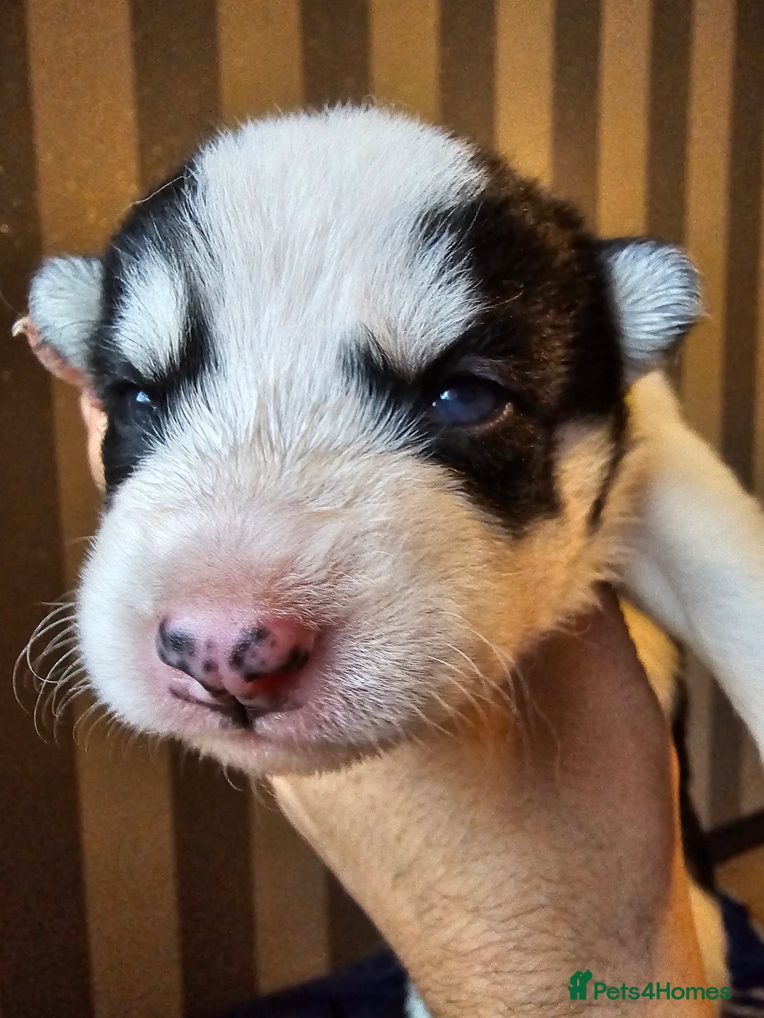 Siberian Husky dogs for sale: Husky puppies for sale  - Image 2
