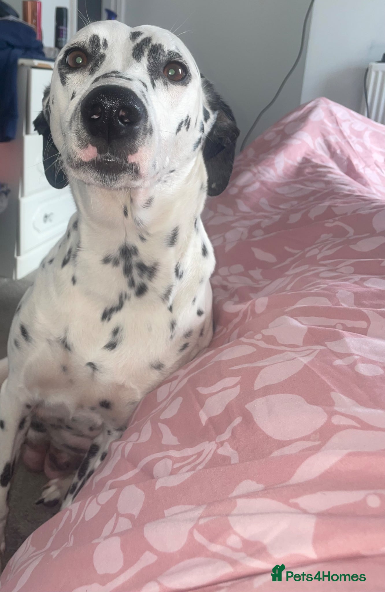 Mixed Breed dogs Dalmatian X Staffy Pupsss 💙🩷🐶 - Advert 2