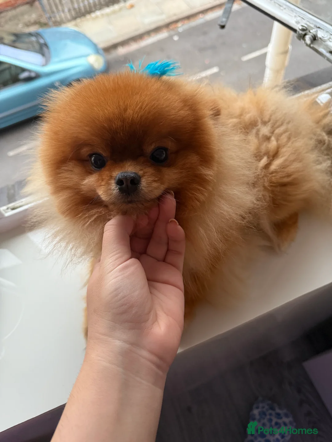 Pomeranian dogs for sale: 2 kg teddy bear boy looking for home🏡 - Advert 13