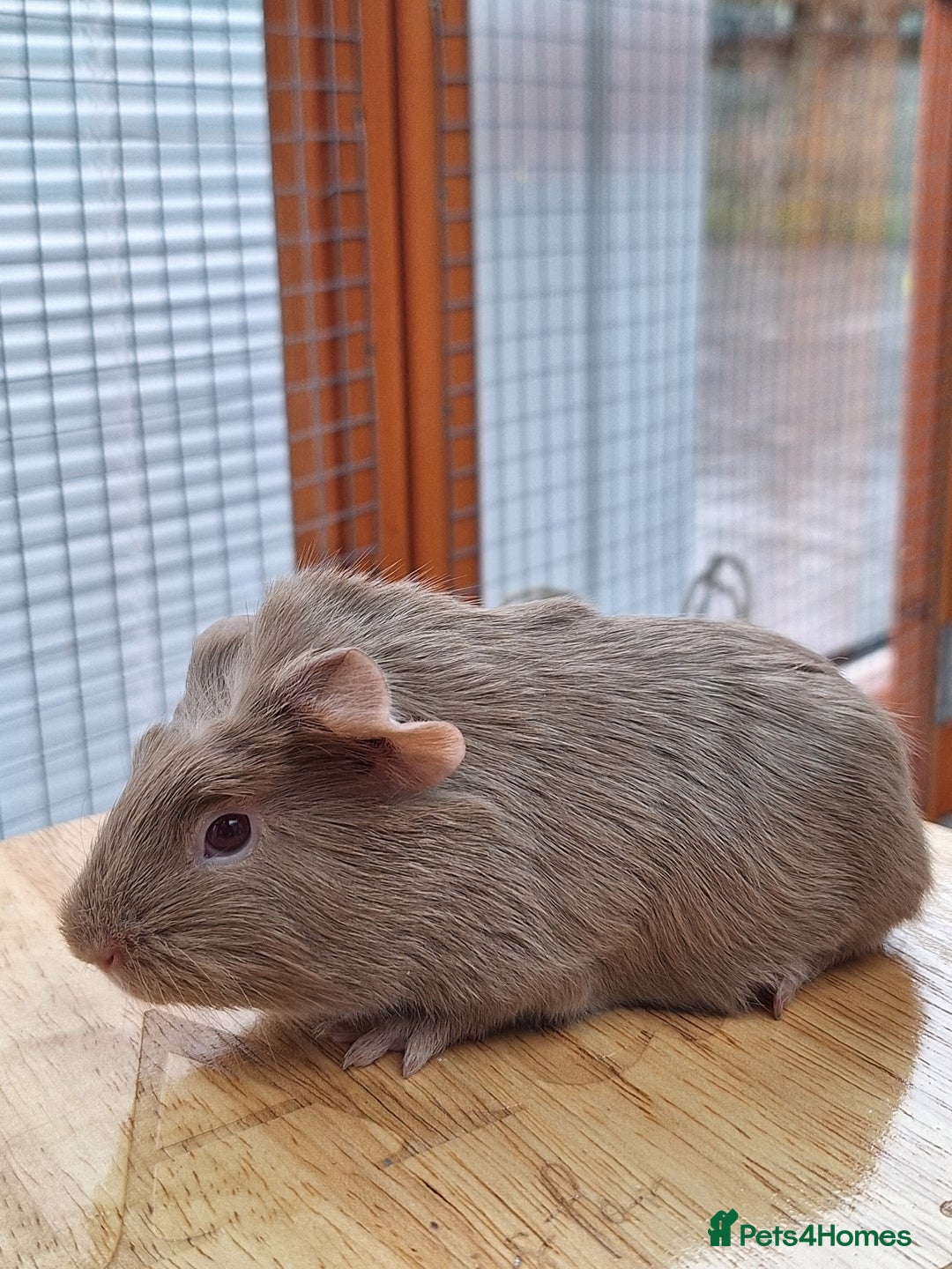 Guinea Pig rodents for sale: Baby Guinea Pig - Advert 4