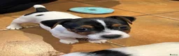 Jack Russell dogs for sale: Jack Russell puppies  - Advert 15