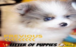 Pomeranian dogs for sale: ✨🐶SPECIAL SMALL SKY🩵BLUE 👀 POMS🐶✨ - Image 1