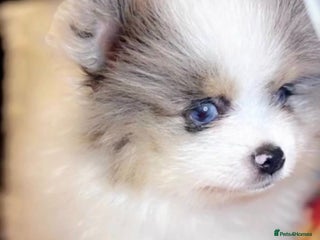 Pomeranian dogs - Advert 6