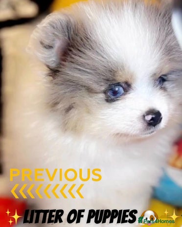 Pomeranian dogs - Advert 6