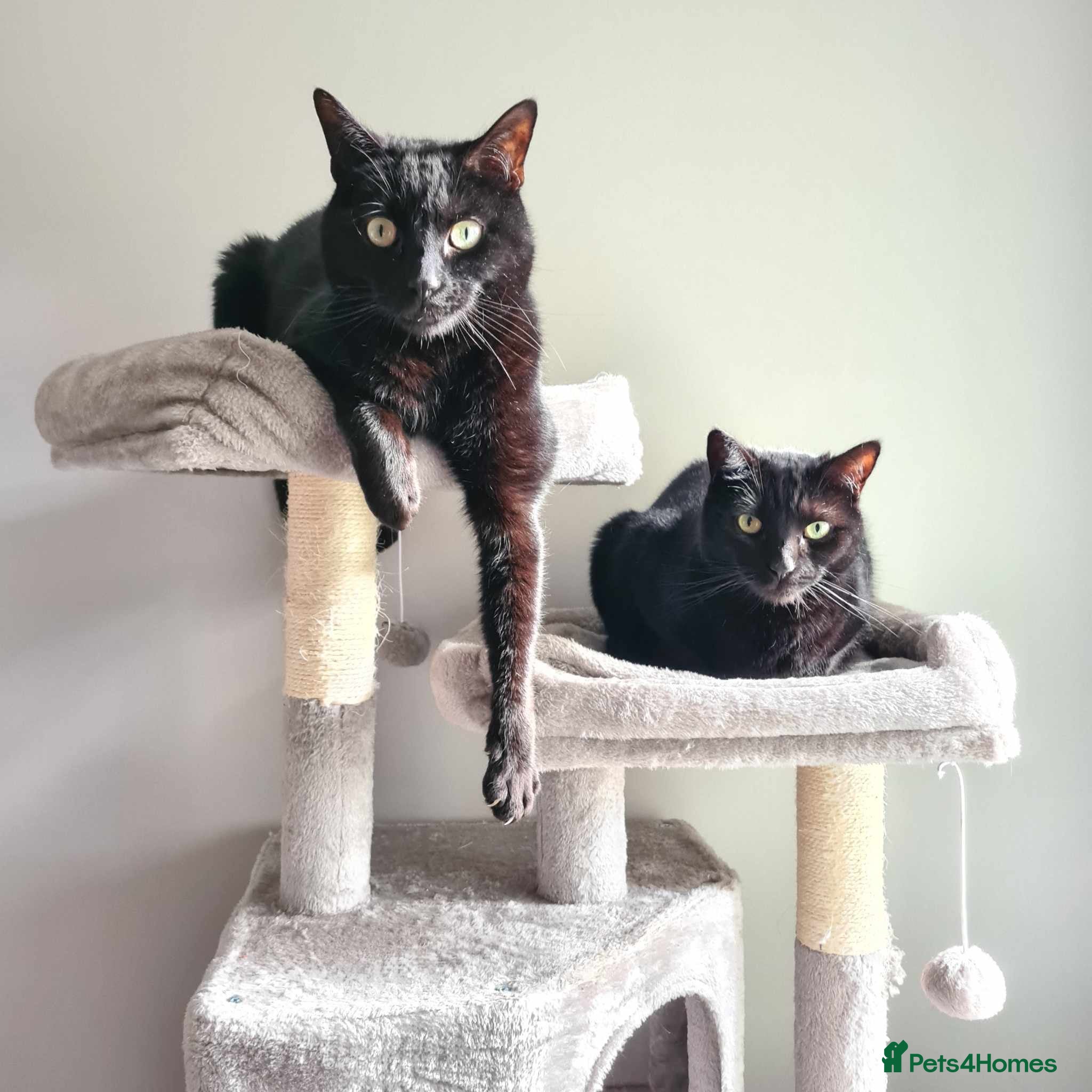 Domestic Shorthair cats Indi & Callie - Advert 7