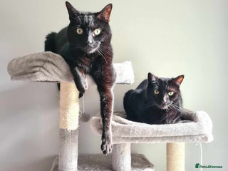 Domestic Shorthair cats Indi & Callie - Advert 2
